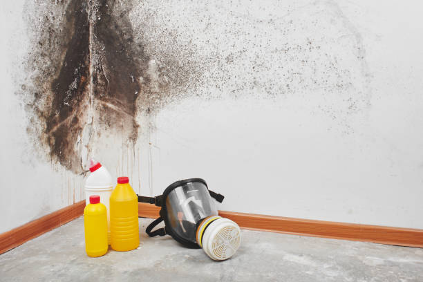 Home Mold Removal in Greenacres, FL