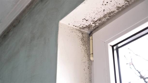 Best Commercial Mold Removal  in Greenacres, FL