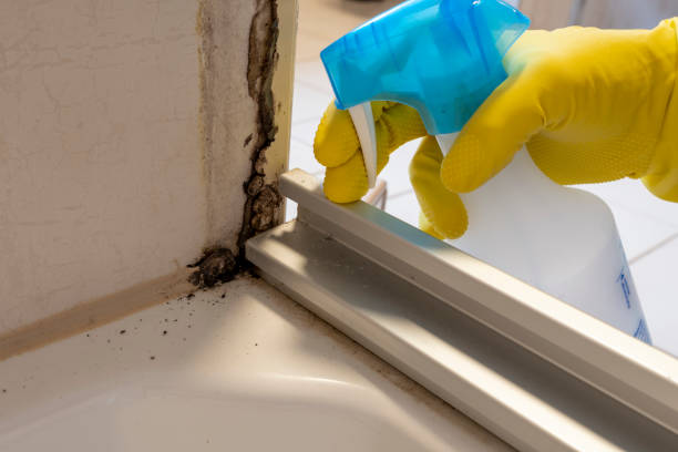 Best Certified Mold Removal  in Greenacres, FL