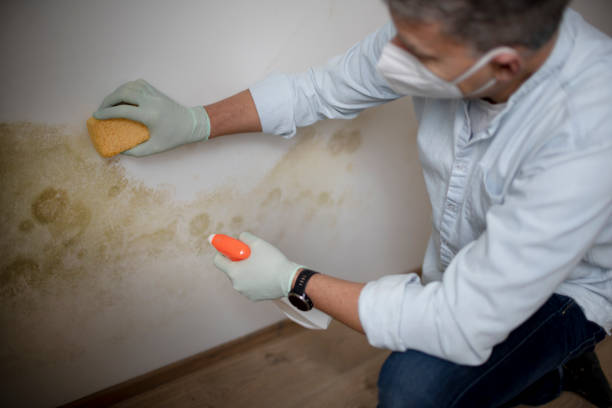 Best Attic Mold Removal  in Greenacres, FL