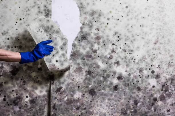 Best Emergency Mold Removal  in Greenacres, FL