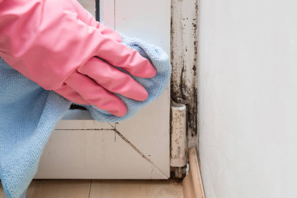 Best Best Mold Removal Companies  in Greenacres, FL