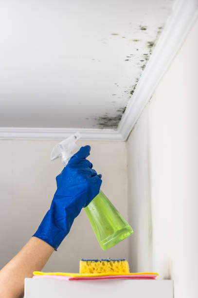 Best Fast Mold Removal  in Greenacres, FL